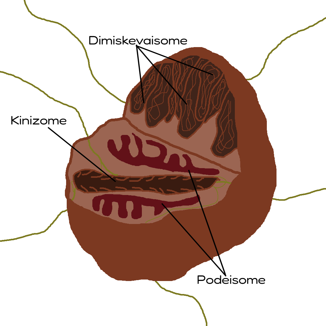 ergosome.png