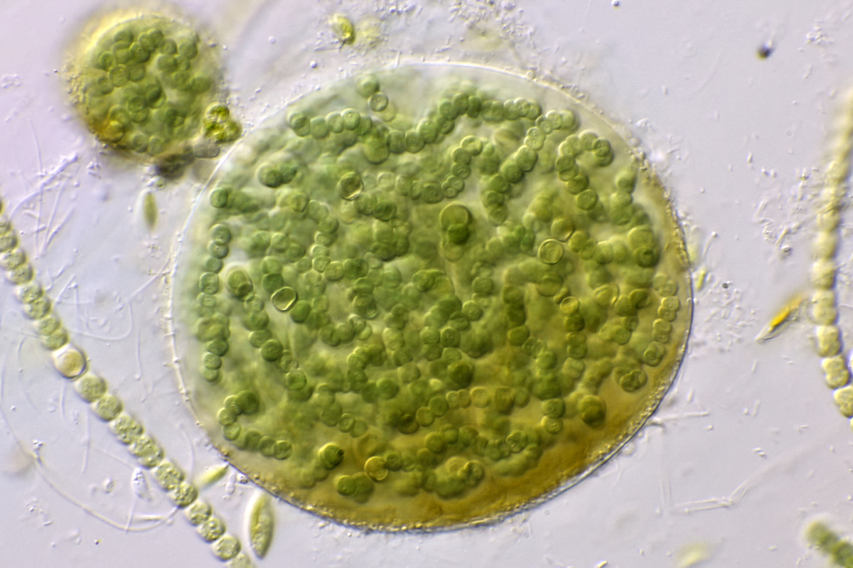 bacteria.jpg