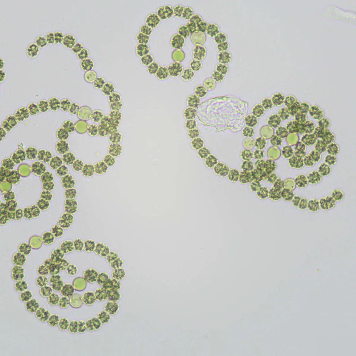 genet_polychaete.png