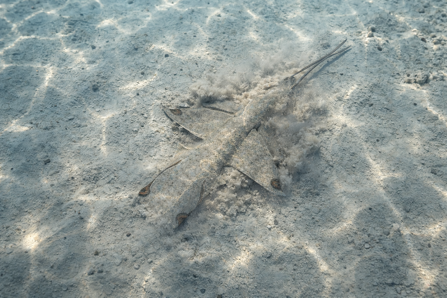 sandray.png