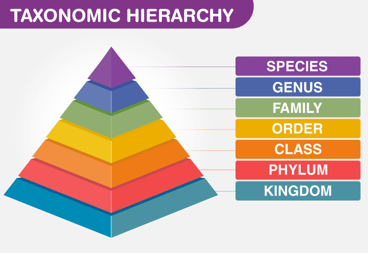 taxonomy.png