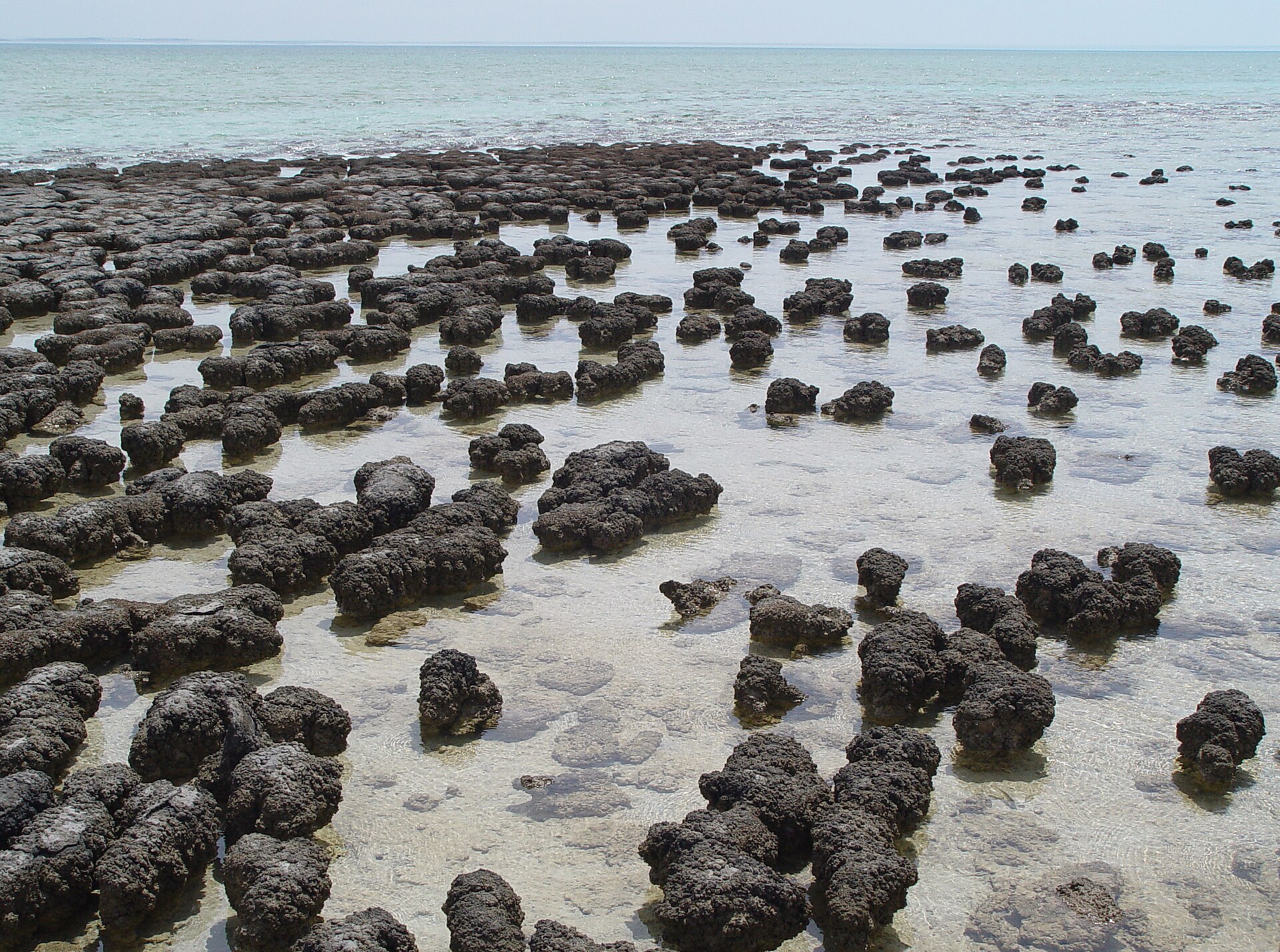 Stromatolite_fossil.jpg