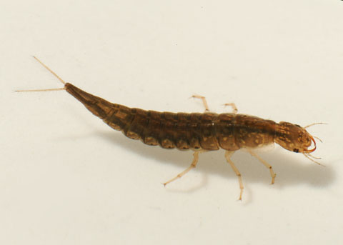eusocial_aquatic_scleropods.jpg