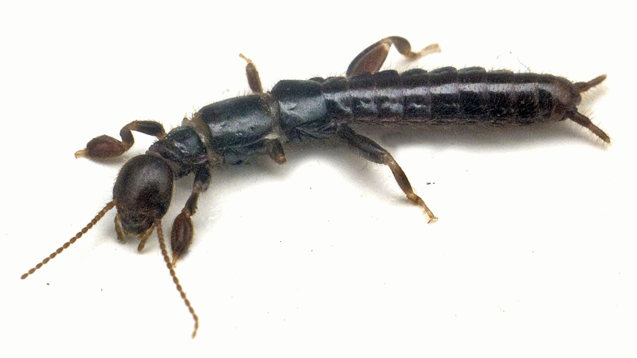 eusocial_scleropods.jpg