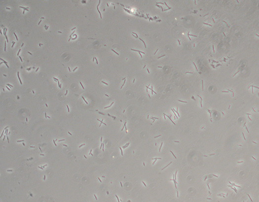 bacteria2.jpg