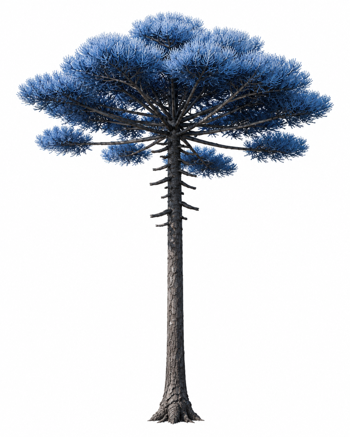 kyrano_tree.png