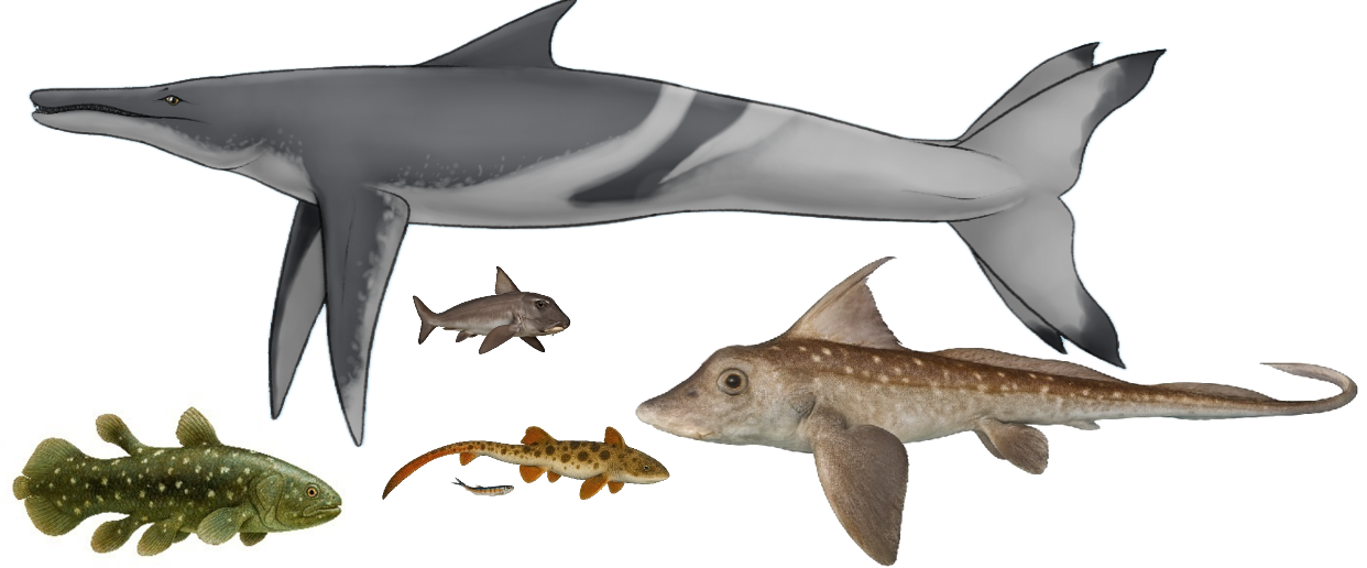 sephcas1.png