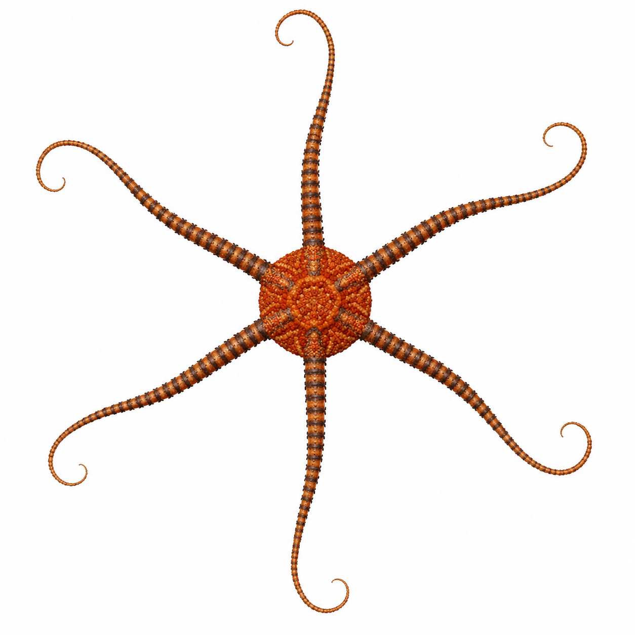 starfish.png